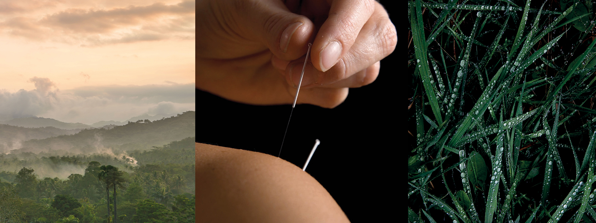 Collage of a forest, an acupuncture needle and green plants with water droplets